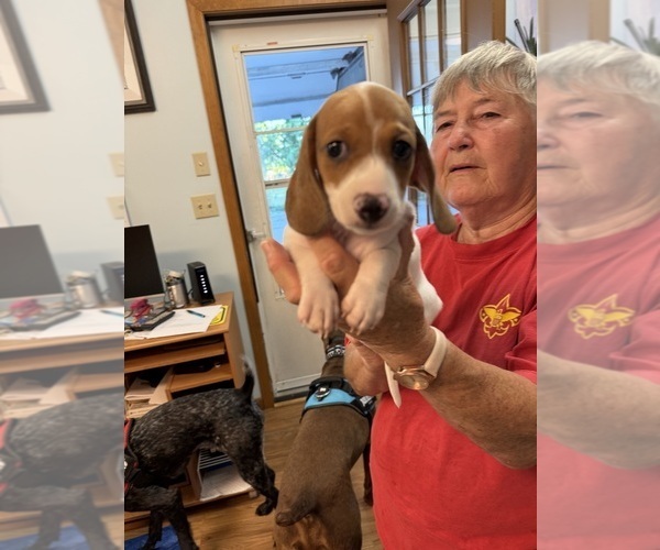 Medium Photo #4 Dachshund Puppy For Sale in ASHLAND, NE, USA