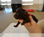 Small Photo #2 Poodle (Toy) Puppy For Sale in CONWAY, AR, USA