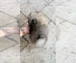Small Photo #5 Pomeranian Puppy For Sale in LEHIGH ACRES, FL, USA