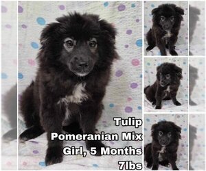 Pomeranian-Unknown Mix Dogs for adoption in Seattle, WA, USA