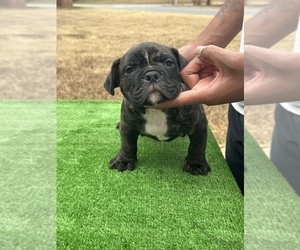 American Bully Puppy for sale in COVINGTON, GA, USA