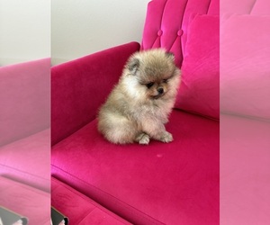 Pomeranian Puppy for sale in ROCKLEDGE, FL, USA