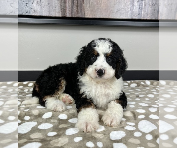 Medium Photo #2 Miniature Bernedoodle Puppy For Sale in FRANKLIN, IN, USA