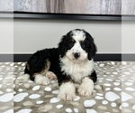 Small #1 Miniature Bernedoodle