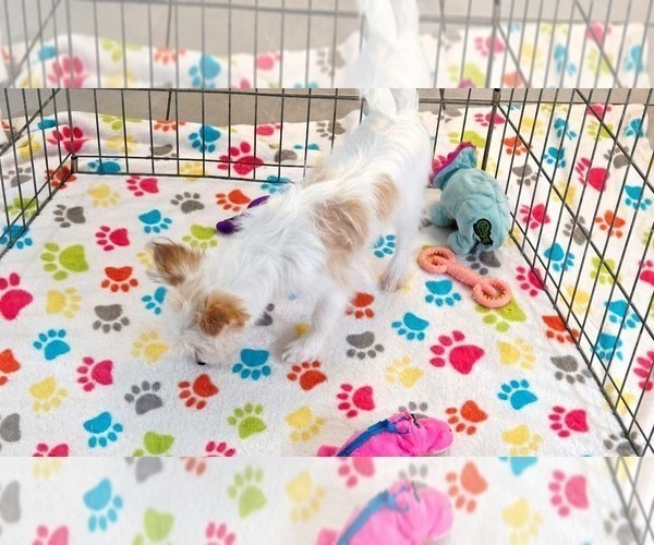 Medium Photo #2 Papitese Puppy For Sale in ORO VALLEY, AZ, USA