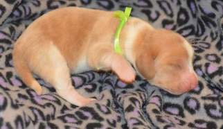 Basset Hound Puppy for sale in CALERA, OK, USA