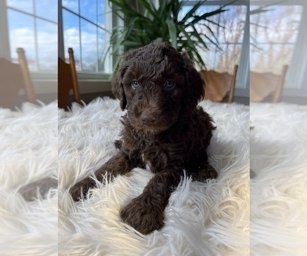 Medium Photo #7 Poodle (Standard) Puppy For Sale in ELKTON, KY, USA