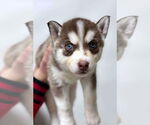 Small Siberian Husky