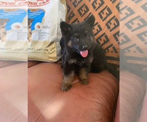 German Shepherd Dog Puppy for sale in TEMECULA, CA, USA