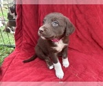 Small Photo #3 Borador Puppy For Sale in MARION, VA, USA