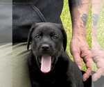 Small #2 Labrador Retriever Mix