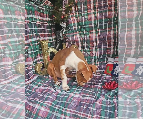 Medium Photo #5 Dachshund-Vizsla Mix Puppy For Sale in Wakefield, RI, USA