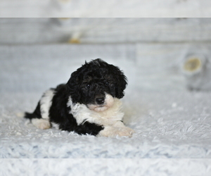 Bernedoodle (Miniature) Puppy for Sale in COCHRANTON, Pennsylvania USA