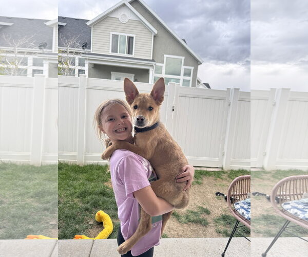 Medium Photo #3 Mutt Puppy For Sale in Sandy, UT, USA