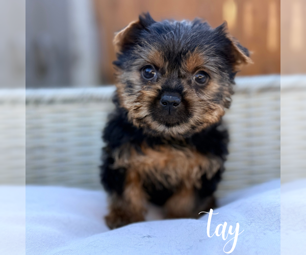 Medium Photo #8 Yorkshire Terrier Puppy For Sale in ADDISON, IL, USA