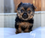 Small #7 Yorkshire Terrier