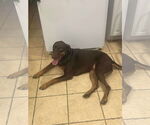 Small #1 Mutt