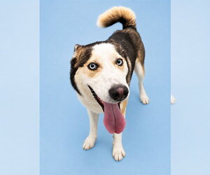 Siberian Husky Dogs for adoption in Westminster, MD, USA