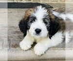 Small Photo #3 Saint Bernard Puppy For Sale in LITITZ, PA, USA