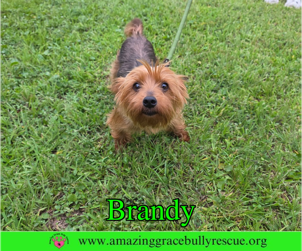 Medium Photo #3 Mutt Puppy For Sale in Milton, FL, USA