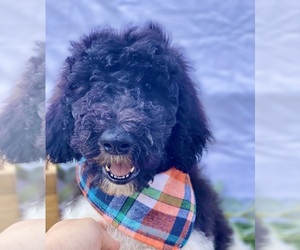 Poodle (Standard) Puppy for sale in WISCONSIN RAPIDS, WI, USA