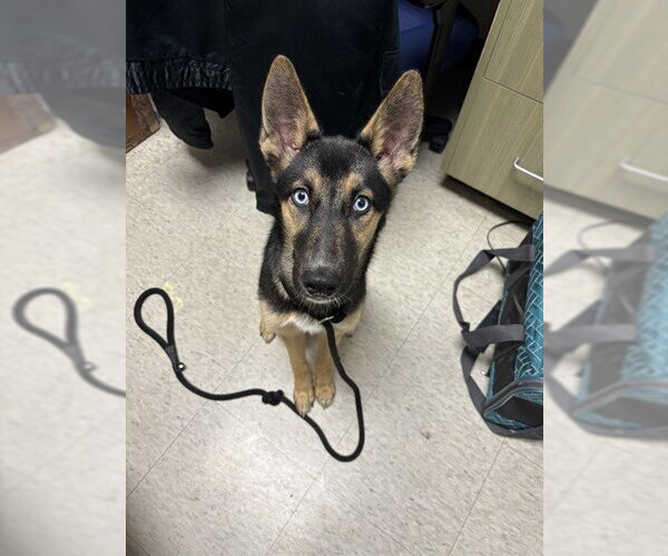 Medium Photo #1 German Shepherd Dog-Unknown Mix Puppy For Sale in Plano, TX, USA