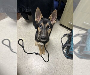 German Shepherd Dog-Unknown Mix Dogs for adoption in Plano, TX, USA