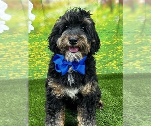 Bernedoodle (Miniature) Puppy for sale in BULLARD, TX, USA