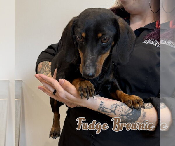 Medium Photo #5 Dachshund Puppy For Sale in San Antonio, TX, USA