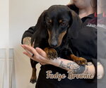 Small #4 Dachshund