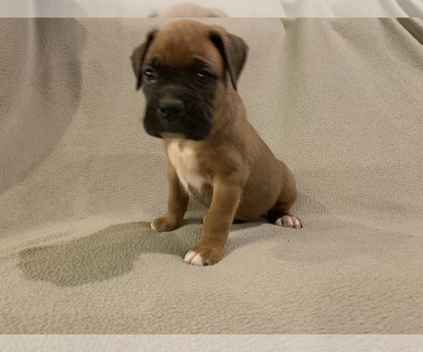 Medium Photo #3 Boxer Puppy For Sale in DEMOREST, GA, USA