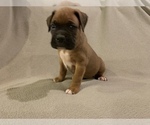 Small Photo #3 Boxer Puppy For Sale in DEMOREST, GA, USA