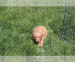 Small Photo #1 Golden Retriever Puppy For Sale in BIG BEND, CO, USA
