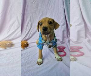 Boxer-Unknown Mix Dogs for adoption in NYC, NY, USA