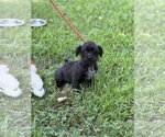 Small #2 Labrador Retriever