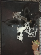 Great Dane Puppy for sale in NEWARK, OH, USA