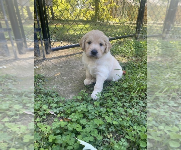 Medium Photo #6 Goldendoodle Puppy For Sale in PICKENS, SC, USA