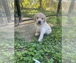 Puppy Linus Goldendoodle