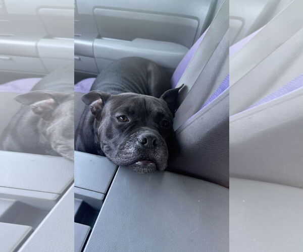 Medium Photo #8 French Bulldog-Unknown Mix Puppy For Sale in Euless, TX, USA
