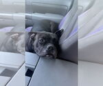 Small #7 French Bulldog Mix