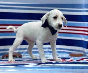 Pookimo Puppy for sale in LANCASTER, PA, USA
