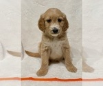 Puppy Orange Goldendoodle