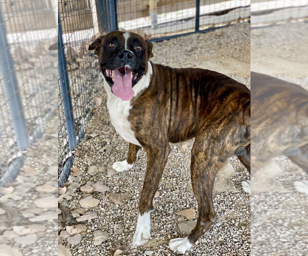 Medium Photo #2 Boxer Puppy For Sale in Austin, TX, USA