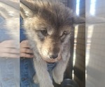 Small Photo #21 Wolf Hybrid Puppy For Sale in DALTON, OH, USA