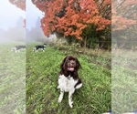 Small #2 Newfoundland