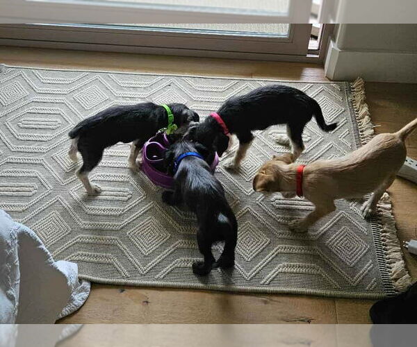 Medium Photo #4 Chihuahua-Unknown Mix Puppy For Sale in Arlington, WA, USA