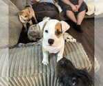 Small #1 Labrador Retriever Mix