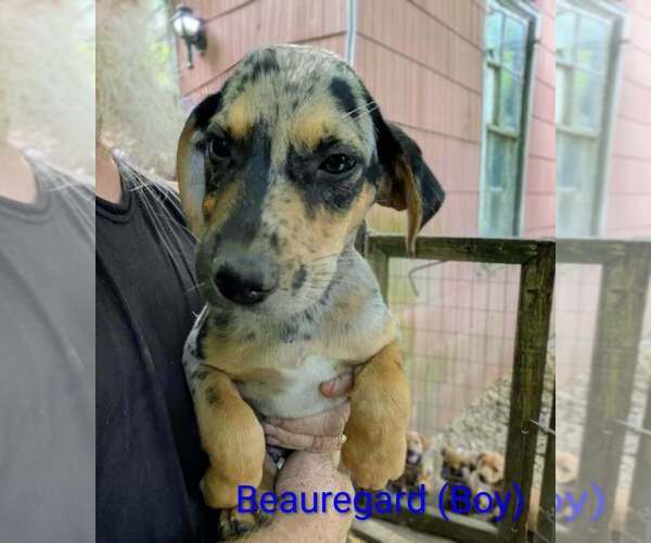 Medium Photo #1 Retriever -Unknown Mix Puppy For Sale in Aurora, IN, USA