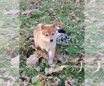 Small Photo #7 Shiba Inu Puppy For Sale in MANITO, IL, USA