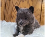 Small Photo #9 Pomeranian Puppy For Sale in BIG ISLAND, VA, USA